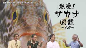 熱愛！サカナ図鑑 15 ／ ～ハタ～