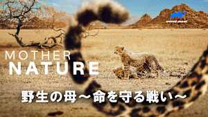 【見逃し】野生の母-命を守る戦い-：母の本能