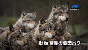 【見逃し】動物 驚異の集団パワー：生存のための大移動
