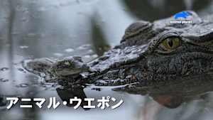 【見逃し】アニマル・ウエポン：ジャングルの戦い