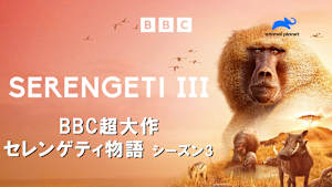 【見逃し】BBC超大作 セレンゲティ物語 シーズン3：生き残りの戦い
