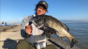 【追/見】アナタに釣っていただきます！6 クロダイ