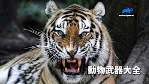 【見逃し】動物武器大全：喧嘩のプロ