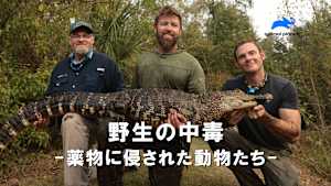 【見逃し】野生の中毒-薬物に侵された動物たち-：麻薬王が残したカバの生態