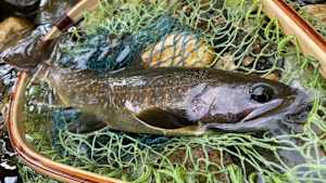 【追/見】TROUT QUEST 23 蒲田川の源流イワナ