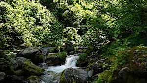 【追/見】水と魚の声を聴く 2 栃木県大佐飛山地のニジマス