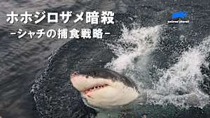 【見逃し】ホホジロザメ暗殺-シャチの捕食戦略-