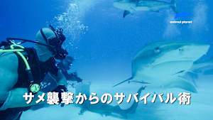 【見逃し】サメ襲撃からのサバイバル術