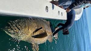 【追/見】剛海 6 フロリダの巨大魚ゴライアスグルーパー