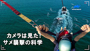 【見逃し】カメラは見た！サメ襲撃の科学