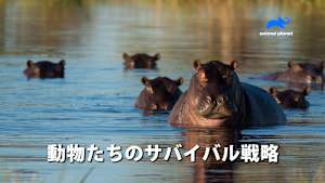 【見逃し】動物たちのサバイバル戦略：縄張り