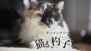 ネコメンタリー　猫も、杓子（しゃくし）も。