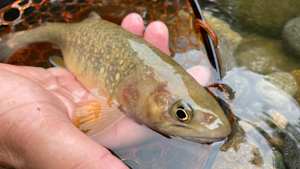 【追/見】TROUT QUEST 32 岐阜石徹白川のイワナ