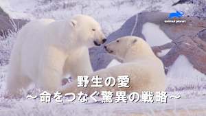 【見逃し】野生の愛-命をつなぐ驚異の戦略-