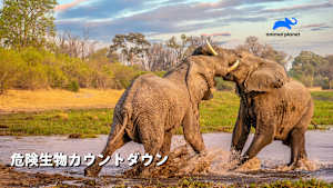 【見逃し】危険生物カウントダウン：アフリカ