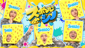 スポンジ・シノ