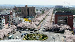 小さな旅　さくら道で～東京　国立市～