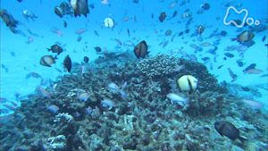 小さな旅　選集　夢　はぐくむ海