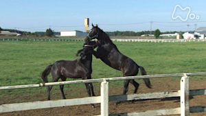 小さな旅　駿馬（しゅんめ）いちずに～茨城県　霞ヶ浦南部～