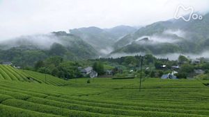 小さな旅　薫風に里弾む～神奈川県山北町～