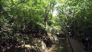 小さな旅　街に緑のやすらぎ～東京　等々力渓谷～