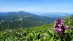 小さな旅　山の歌　夏　花の道　きらめいて～北海道　夕張岳～