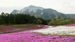 小さな旅　花慈しむ　機音～埼玉県秩父市～