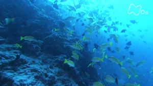 プレミアム８　世界一番紀行　＜紀行＞　世界で一番大きなサンゴ礁の島　～キリバス・クリスマス島～