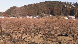 小さな旅　梅が香るころ～埼玉県　越生町～