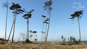小さな旅　シリーズ東北　根っこは　明日を枯らさない～福島県南相馬市～