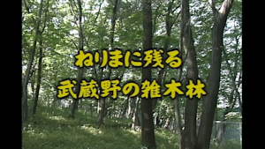 ねりまに残る武蔵野の雑木林