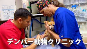 デンバー動物クリニック