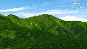にっぽん百名山　奥羽山脈　和賀岳～巨木の森　天空の花咲く秘境へ～