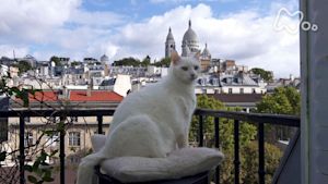 岩合光昭の世界ネコ歩き　パリ