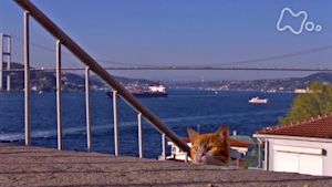 岩合光昭の世界ネコ歩き　イスタンブール