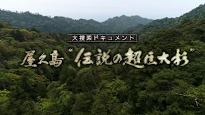 屋久島“伝説の超巨大杉”