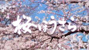 桜ほうさら