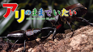 アリのままでいたい