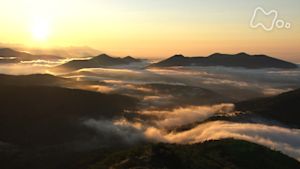 さわやか自然百景　北海道　占冠の森