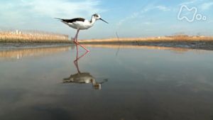 さわやか自然百景　早春　多摩川