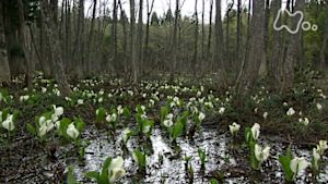 さわやか自然百景　白馬山麓　湿原の春