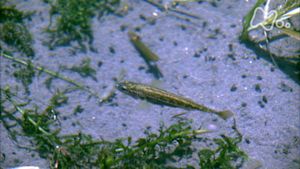さわやか自然百景　石川　手取川扇状地