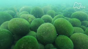 さわやか自然百景　北海道　阿寒の森