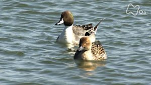 さわやか自然百景　霞ヶ浦　早春