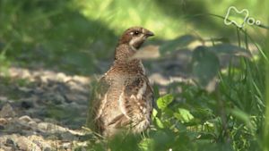 さわやか自然百景　北海道　檜山（ひやま）の森