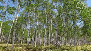 さわやか自然百景　長野　八千穂高原　初夏