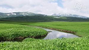 さわやか自然百景　北海道　雨竜沼湿原　初夏