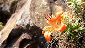 さわやか自然百景　三陸海岸　北山崎
