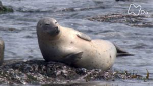 さわやか自然百景　北海道　宗谷海岸