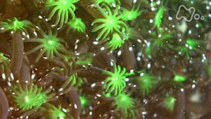 さわやか自然百景　周防大島